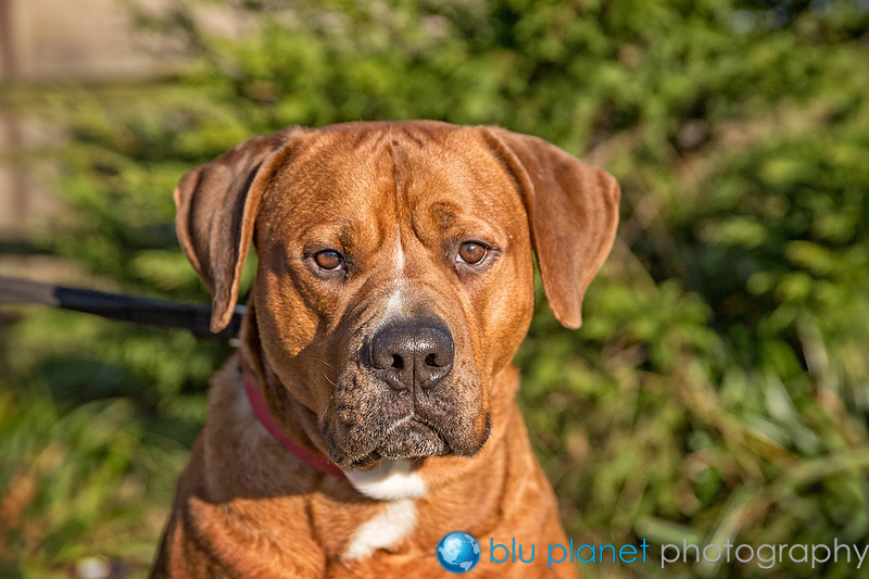 68_PAWS_DogsJan2017_craigshaw
