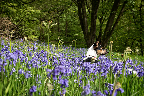 Dog Portraiture