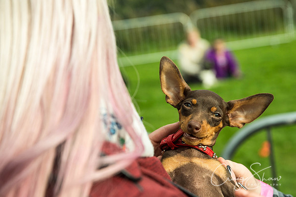 1054_Woofstock2016_craigshaw