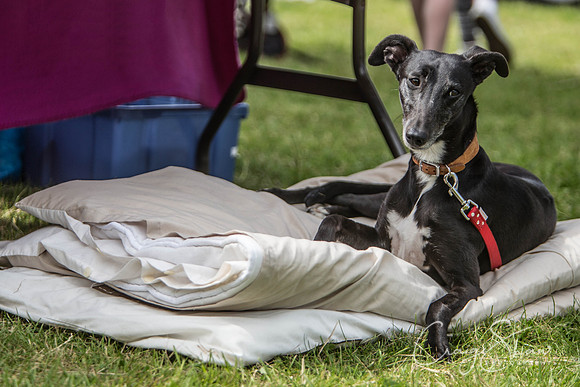 270_TodAgriculturalShow2014__bluplanetphoto