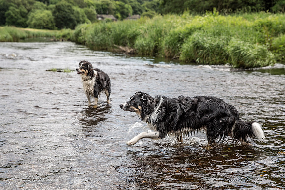 Dog Portraiture