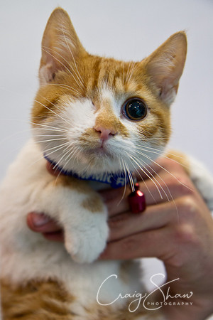 Vets4Pets RSPCA Fundraiser