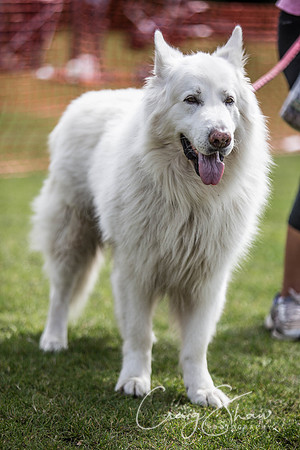 226_HebdenHappyHounds_2014_bluplanetphoto