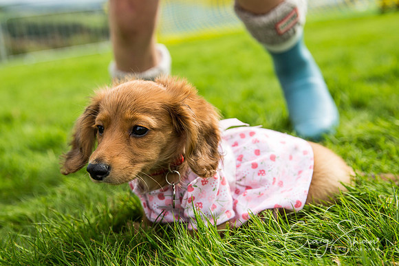 364_Woofstock2016_craigshaw