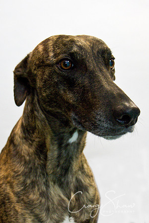 Vets4Pets RSPCA Fundraiser