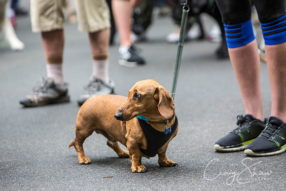 Doggy Dash for Life