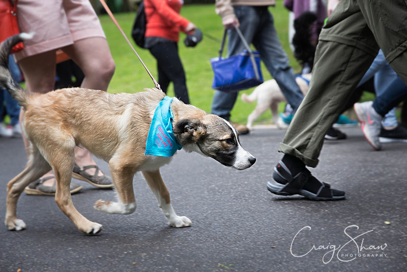 Doggy Dash for Life