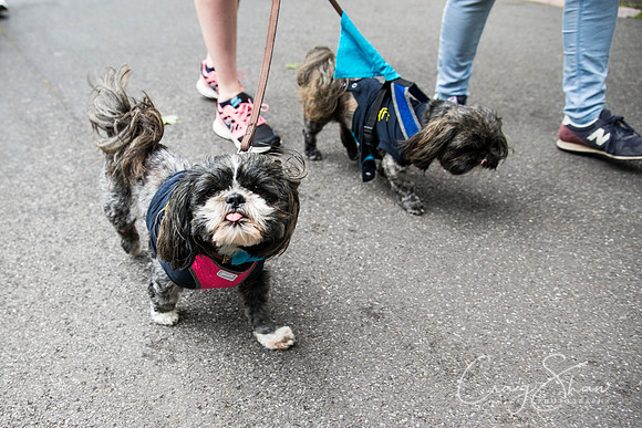 Doggy Dash for Life