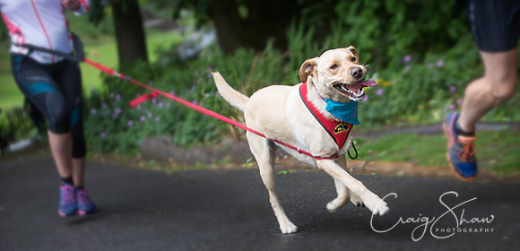 Doggy Dash for Life
