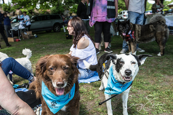 Doggy Dash for Life