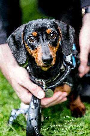 1061__DoggyDashforLifeHudds2017_craigshaw