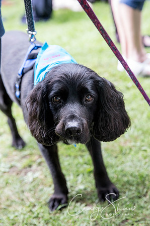 Doggy Dash for Life