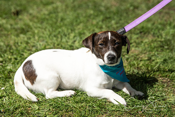 Doggy Dash for Life