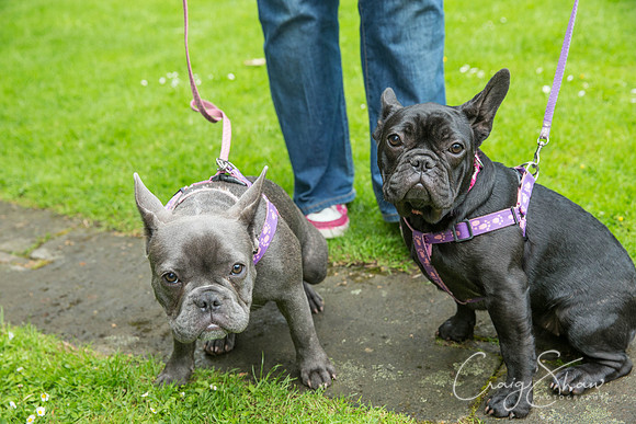 Doggy Dash for Life