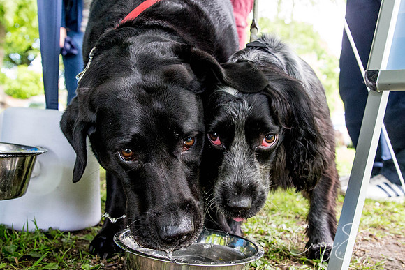 Doggy Dash for Life