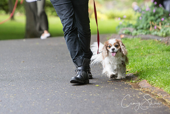 Doggy Dash for Life