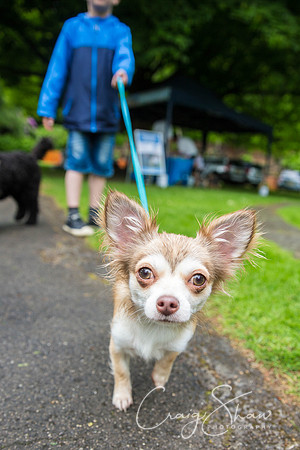 Doggy Dash for Life