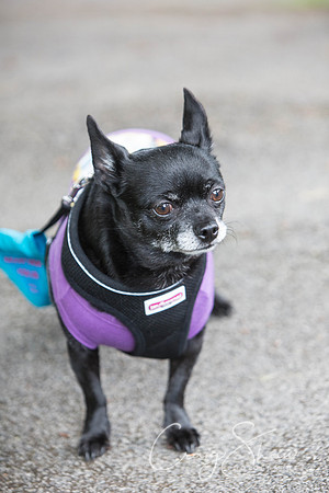 Doggy Dash for Life