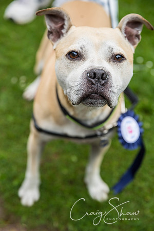 Doggy Dash for Life