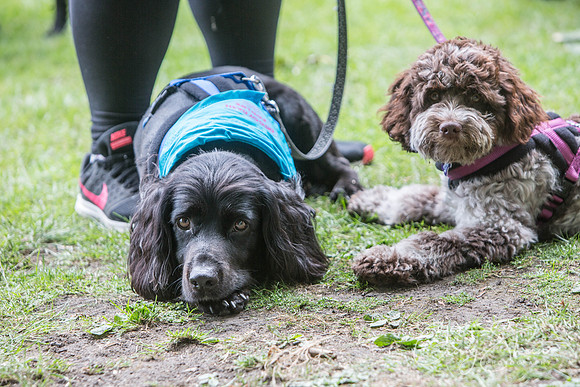 Doggy Dash for Life