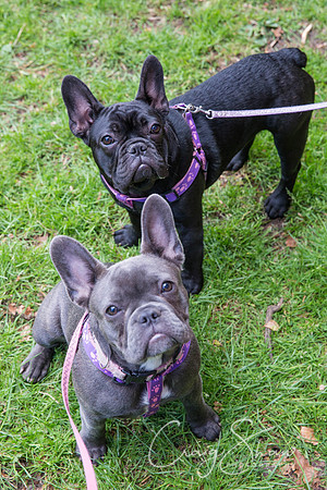 Doggy Dash for Life