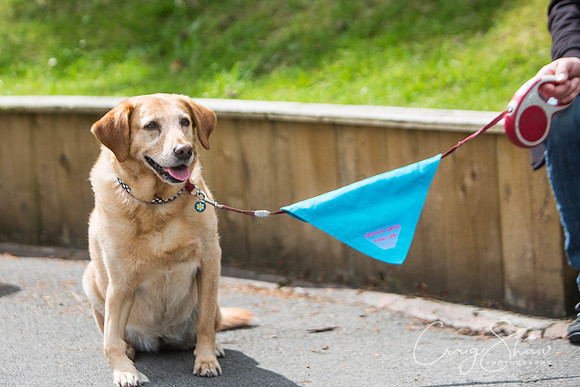 Doggy Dash for Life