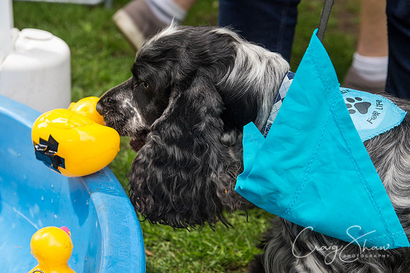 Doggy Dash for Life