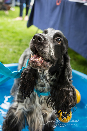 Doggy Dash for Life