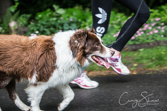Doggy Dash for Life