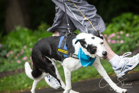 Doggy Dash for Life