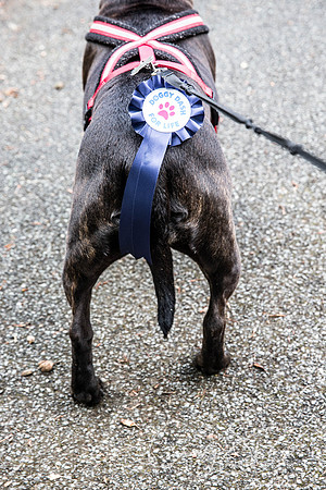 Doggy Dash for Life