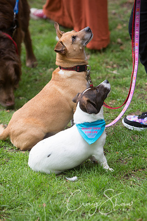 Doggy Dash for Life