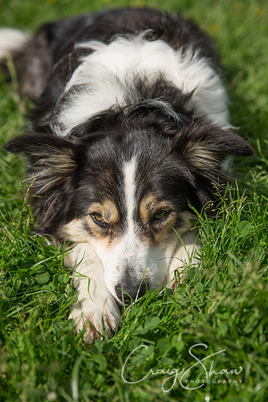 Todmorden Country Fair