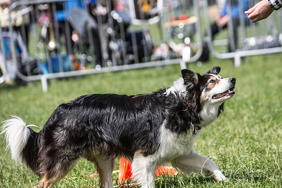 Todmorden Country Fair