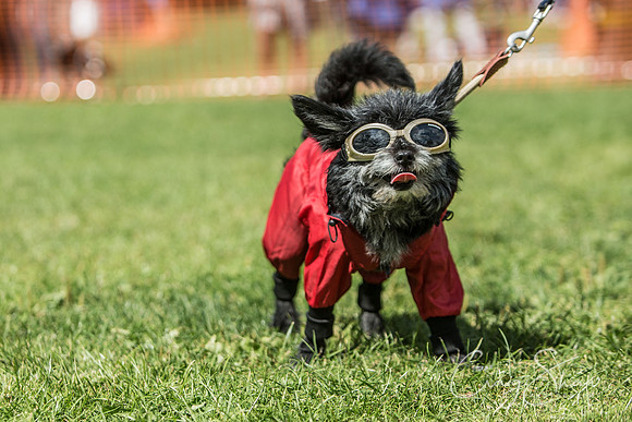 1283_K9Partyinthepark2014_RSPCAHalifax_bluplanetphoto