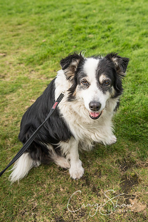 225_Woofstock2016_craigshaw