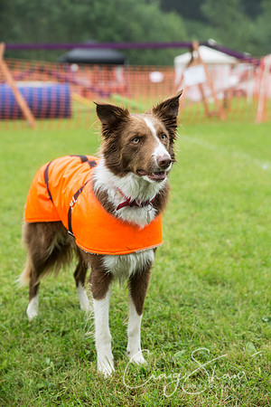 4_FunDay2017_PAWS_craigshaw