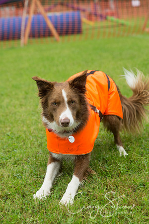 13_FunDay2017_PAWS_craigshaw