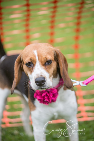 1350_FunDay2017_PAWS_craigshaw