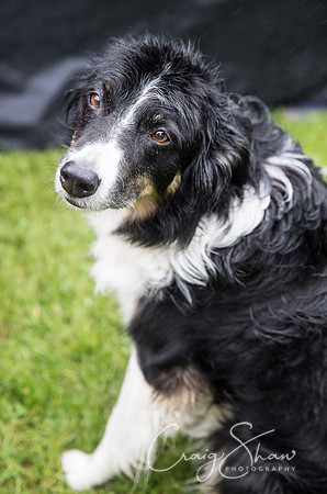 1491_FunDay2017_PAWS_craigshaw