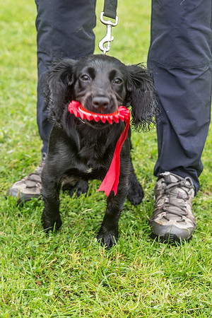 1501_FunDay2017_PAWS_craigshaw