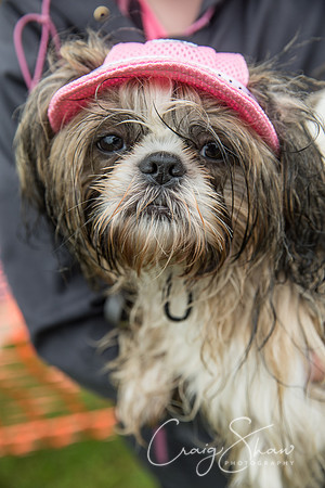 1640_FunDay2017_PAWS_craigshaw