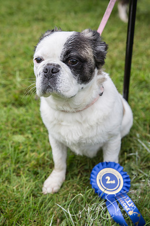 1768_FunDay2017_PAWS_craigshaw