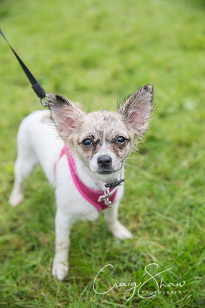 1910_FunDay2017_PAWS_craigshaw