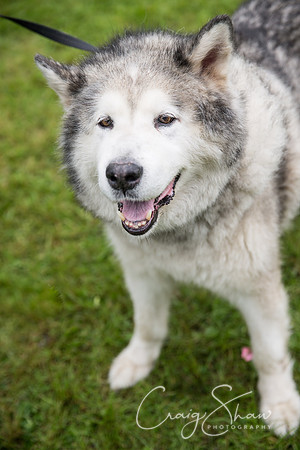 1934_FunDay2017_PAWS_craigshaw