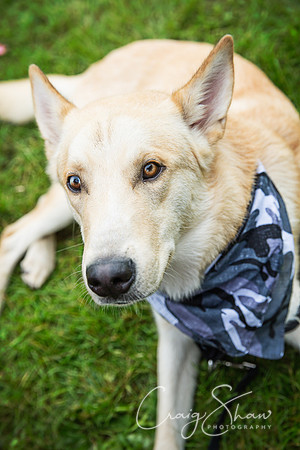 2025_FunDay2017_PAWS_craigshaw
