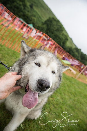 2049_FunDay2017_PAWS_craigshaw