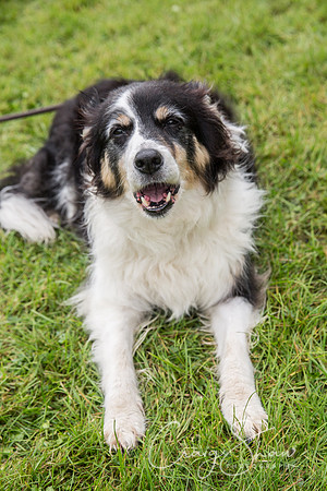 2057_FunDay2017_PAWS_craigshaw