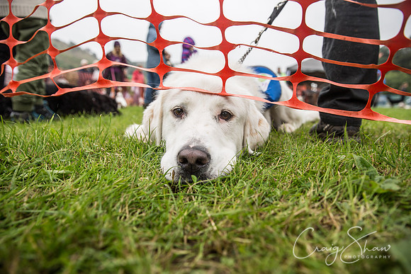 2103_FunDay2017_PAWS_craigshaw