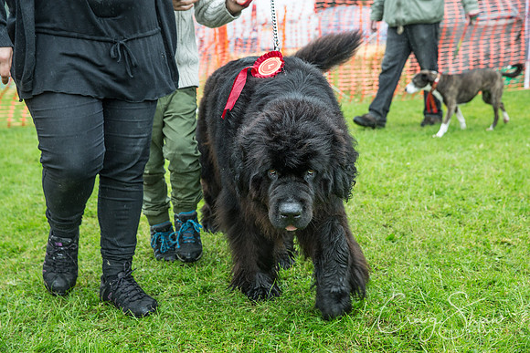 2130_FunDay2017_PAWS_craigshaw